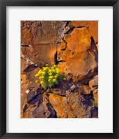 Framed Lomatium Flowers On Basalt Rocks