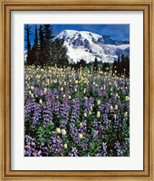 Framed Field Of Lupine And Bistort In Paradise Park