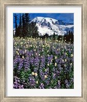 Framed Field Of Lupine And Bistort In Paradise Park