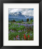 Framed Lupine And Paintbrush In Meadow, Mount Rainder Nationak Park
