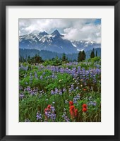 Framed Lupine And Paintbrush In Meadow, Mount Rainder Nationak Park