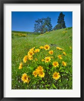 Framed Balsamroot, Pine And Oak Trees On A Hillside, Washington State