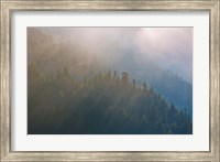 Framed Coastal Forest In Morning Fog, Washington State