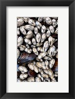Framed Gooseneck Barnacles And Clams