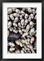 Framed Gooseneck Barnacles And Clams
