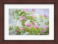 Framed Wood's Rose Flowers