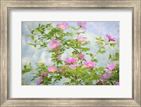 Framed Wood's Rose Flowers