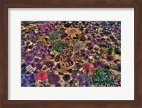 Framed Tide Pool With Marine Life, Salt Creek, Washington State