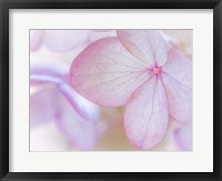 Framed Close-Up Of Hydrangea Paniculata Flower