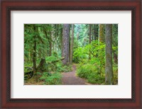Framed Trail Through An Old Growth Forest, Washington State