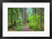 Framed Trail Through An Old Growth Forest, Washington State