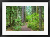 Framed Trail Through An Old Growth Forest, Washington State