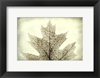 Framed Oak Leaf Abstract