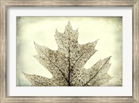 Framed Oak Leaf Abstract