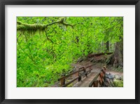 Framed Bridge Along The Sol Duc River Trail, Washington State