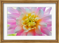 Framed Close-Up Of A Pastel Dahlia Flower