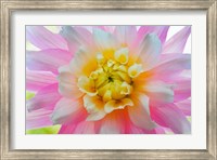 Framed Close-Up Of A Pastel Dahlia Flower
