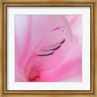 Framed Close-Up Of A Pink Gladiola Blossom
