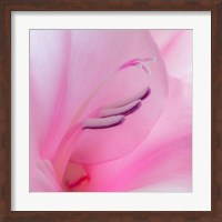 Framed Close-Up Of A Pink Gladiola Blossom