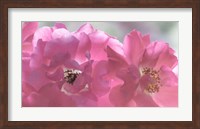 Framed Close-Up Of Pink Rose Blossoms