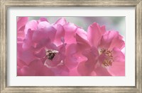 Framed Close-Up Of Pink Rose Blossoms