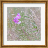 Framed Sweet Pea Blossoms In A Meadow