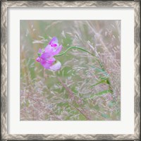 Framed Sweet Pea Blossoms In A Meadow