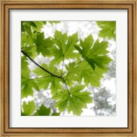 Framed Big Leaf Maples In Summer
