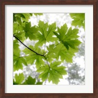 Framed Big Leaf Maples In Summer