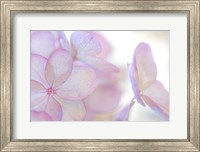 Framed Close-Up Of Soft Pink Hydrangea Flower