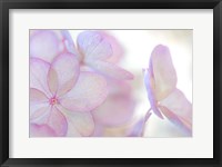 Framed Close-Up Of Soft Pink Hydrangea Flower