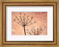 Framed Silhouette Of Queen Anne's Lace Plants