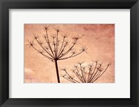 Framed Silhouette Of Queen Anne's Lace Plants