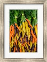 Framed Display Of Carrot Varieties