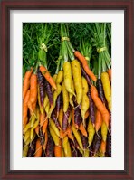 Framed Display Of Carrot Varieties