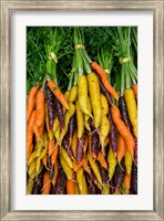 Framed Display Of Carrot Varieties