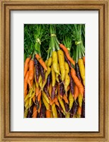 Framed Display Of Carrot Varieties