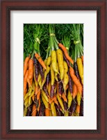 Framed Display Of Carrot Varieties