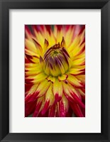 Framed Detail Of A Vibrant Dahlia Flower