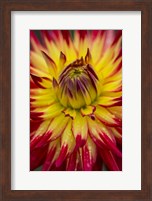 Framed Detail Of A Vibrant Dahlia Flower