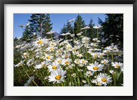 Framed Scenic View Of Oxeye Daisies