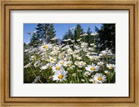 Framed Scenic View Of Oxeye Daisies