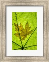Framed Big Leaf Maple On A Devil's Club Leaf