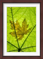 Framed Big Leaf Maple On A Devil's Club Leaf