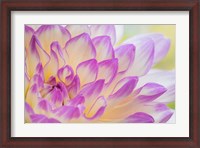 Framed Dahlia Flower Close-Up