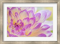 Framed Dahlia Flower Close-Up