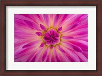 Framed Bright Pink Dahlia Blossom Detail