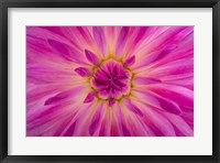 Framed Bright Pink Dahlia Blossom Detail