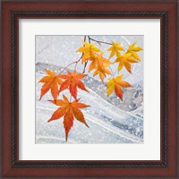 Framed Japanese Maple Leaves Above Ice