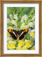 Framed California Sister Butterfly On Yellow And White Snapdragon Flowers